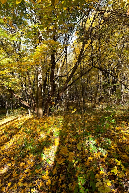 árboles en el otoño