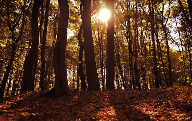 Foto Árboles de otoño