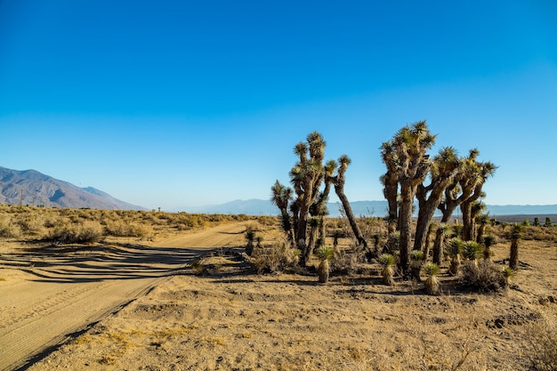 Árboles en el paisaje contra el cielo azul claro