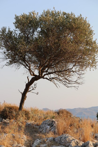 Foto Árboles en el paisaje contra el cielo despejado