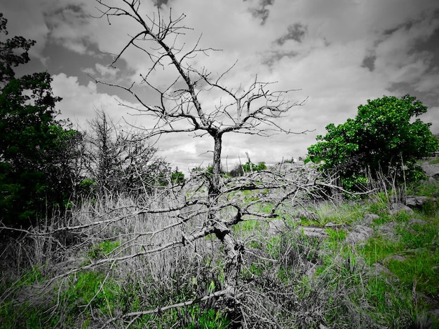 Foto Árboles en el paisaje contra el cielo nublado