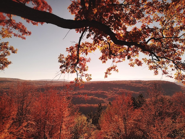 Foto Árboles en el paisaje contra el cielo durante el otoño