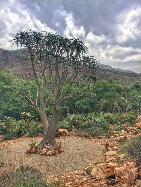 Foto Árboles en el paisaje contra el cielo