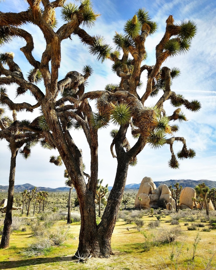 Foto árboles en el paisaje contra el cielo