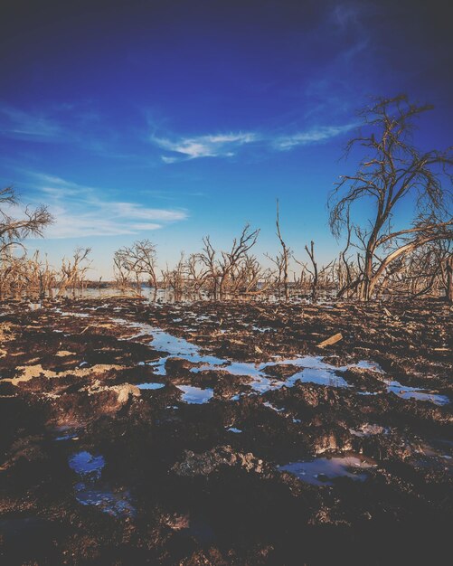 Foto Árboles en el paisaje contra el cielo