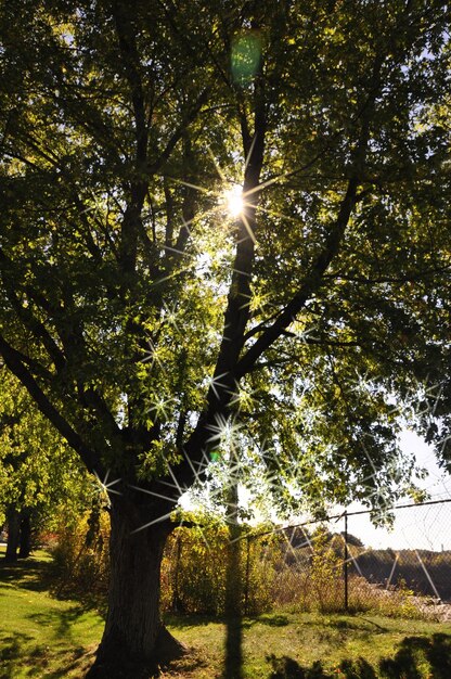 Foto Árboles en el paisaje contra el cielo