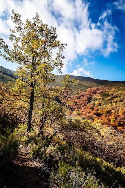 Foto Árboles en el paisaje contra el cielo