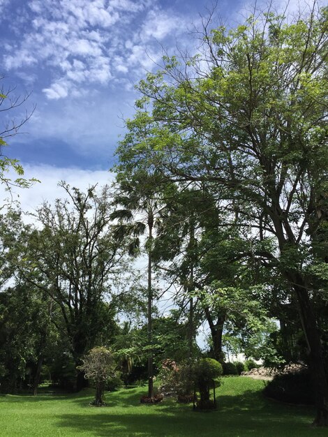 Foto Árboles en el paisaje contra el cielo