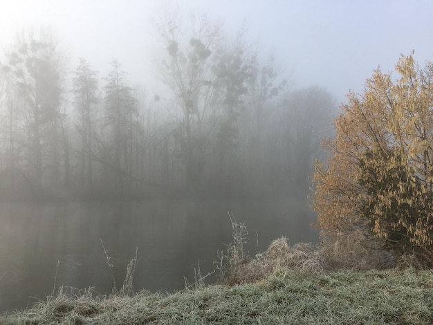 Foto Árboles en un paisaje cubierto de nieve en un clima de niebla