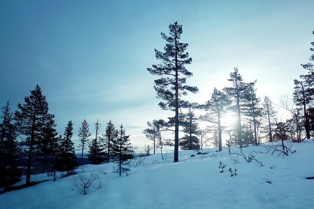 Foto Árboles en el paisaje cubierto de nieve