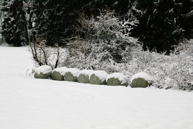 Foto Árboles en el paisaje cubierto de nieve