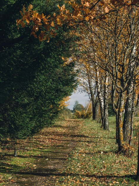 Foto Árboles en el paisaje durante el otoño
