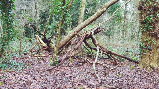 Árboles en el paisaje rural