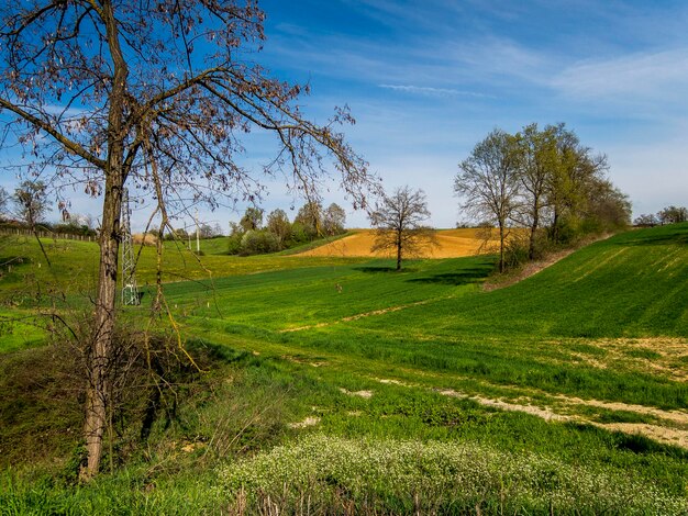 Foto Árboles en el paisaje rural