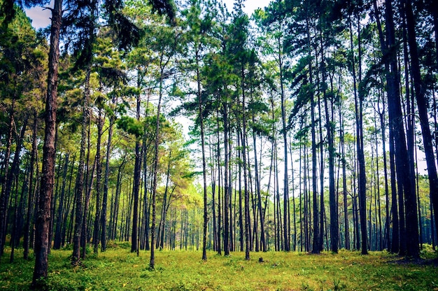 Árboles en el paisaje rural