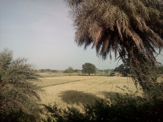 Foto Árboles en el paisaje rural