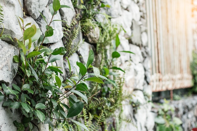 árboles en la pared de piedra en la temporada de lluvias.