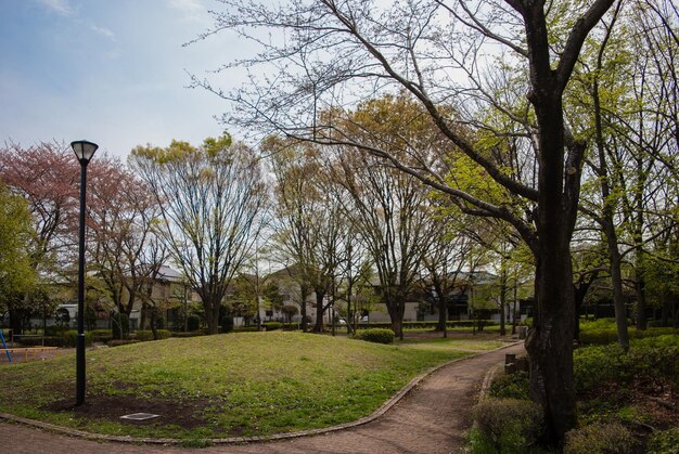 Foto Árboles en el parque de la ciudad