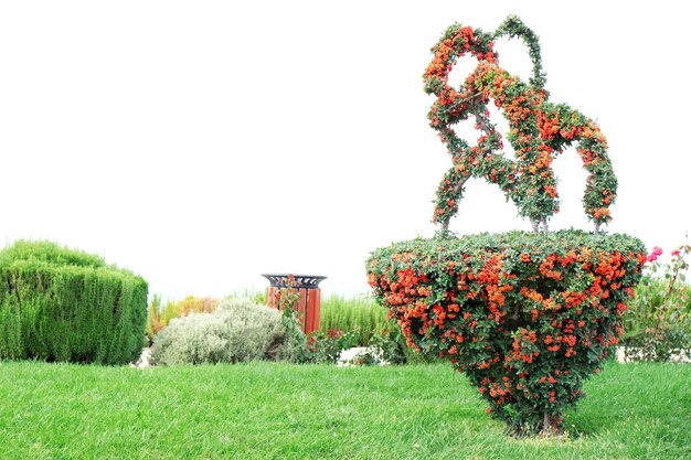 árboles en el parque de la ciudad