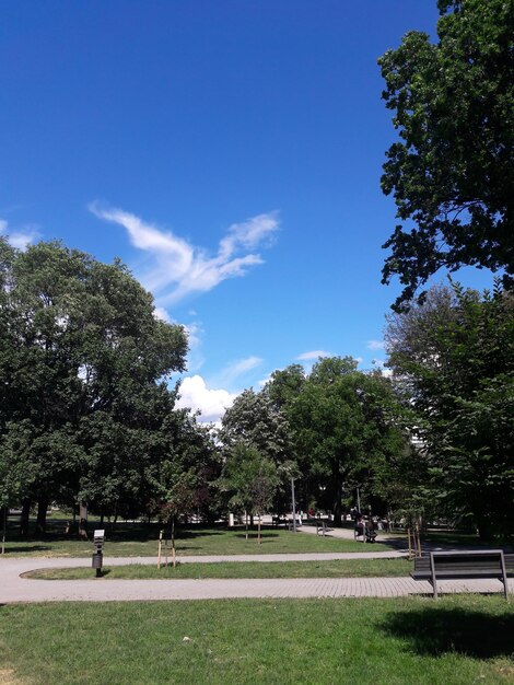 Foto Árboles en el parque contra el cielo azul