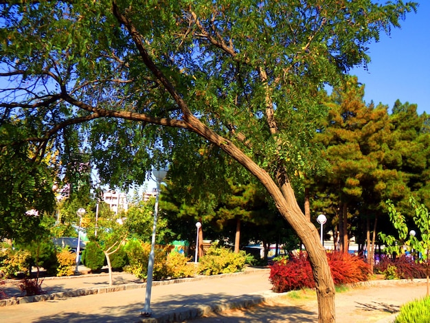 Foto Árboles en el parque contra el cielo