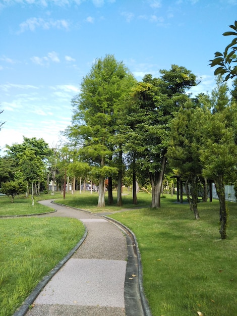 Árboles en el parque contra el cielo