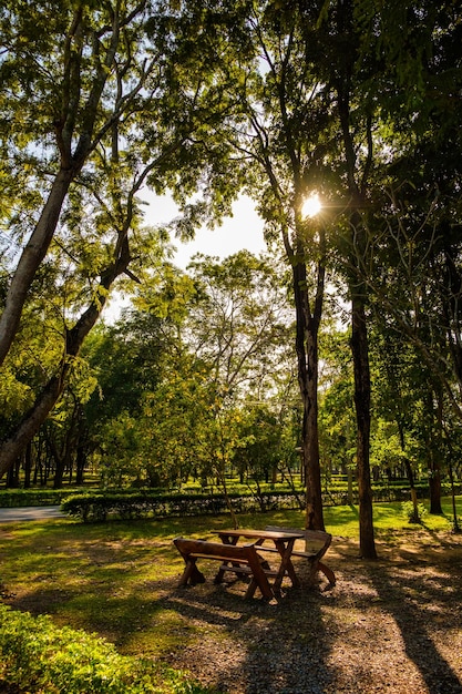 Foto Árboles en el parque contra el cielo