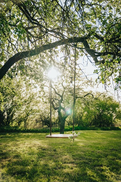 Foto Árboles en el parque contra el sol brillante