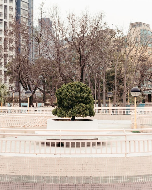 Foto Árboles en el parque en un día soleado