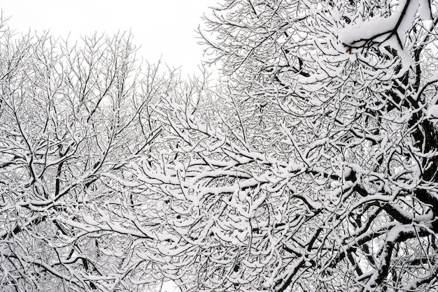 Foto Árboles del parque de invierno en la nieve en el tiempo eterno