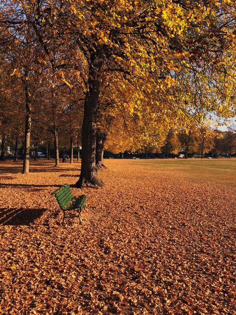 Foto Árboles en el parque durante el otoño