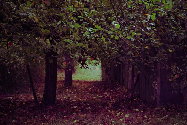 Foto Árboles en el parque durante el otoño