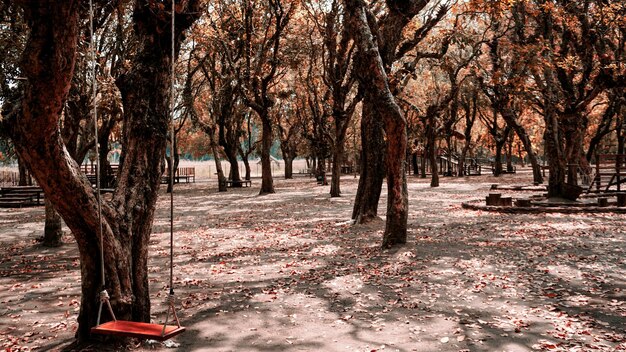 Foto Árboles en el parque durante el otoño