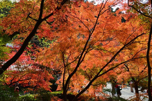 Foto Árboles en el parque durante el otoño