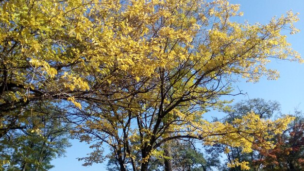 Árboles en el parque durante el otoño