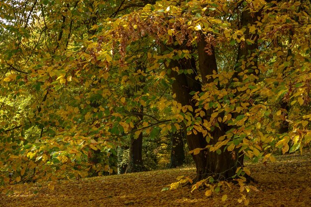 Foto Árboles en el parque durante el otoño