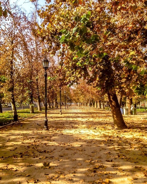 Foto Árboles en el parque durante el otoño