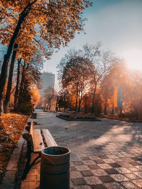 Foto Árboles en el parque durante el otoño