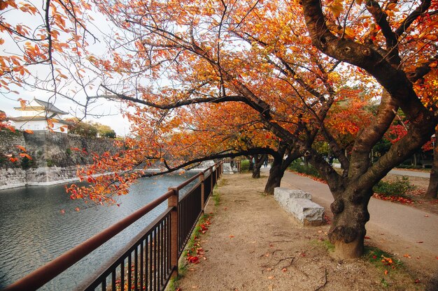 Foto Árboles en el parque durante el otoño