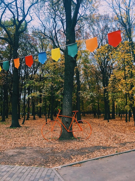 Foto Árboles en el parque durante el otoño