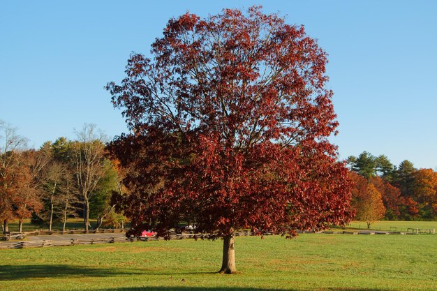 Foto Árboles en el parque durante el otoño