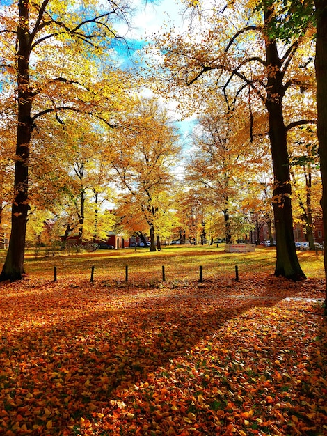 Foto Árboles en el parque durante el otoño