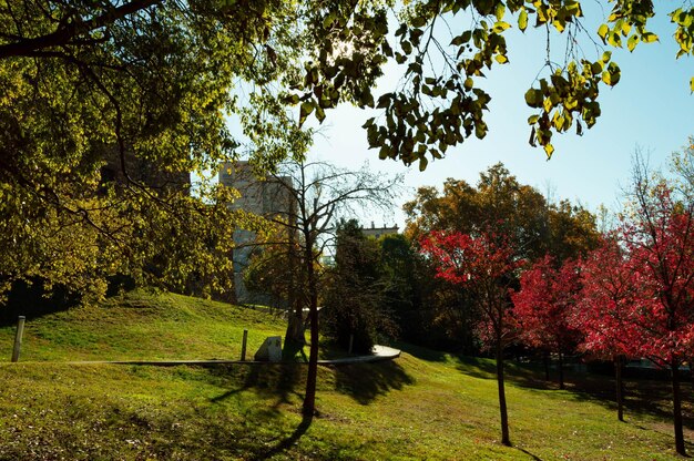 Foto Árboles en el parque durante el otoño