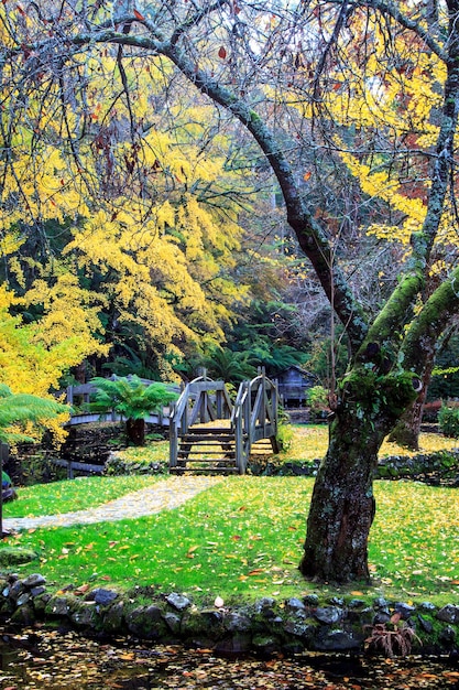 Foto Árboles en el parque durante el otoño