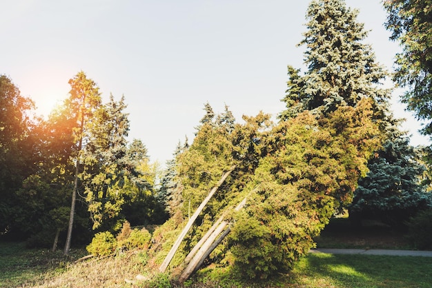 árboles en el parque de otoño