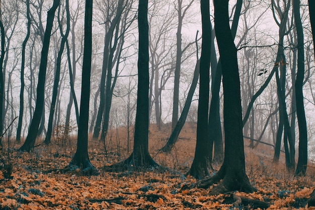 Los árboles del parque son finales de otoño.