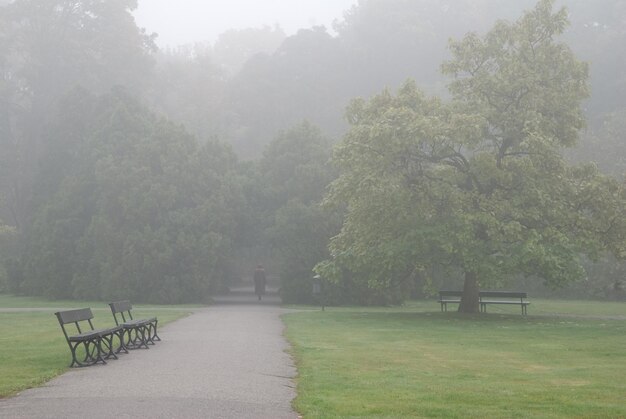 Foto Árboles en el parque durante el tiempo de niebla