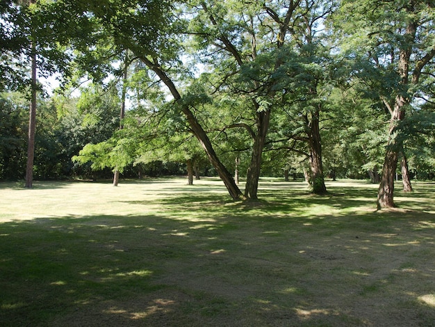 árboles del parque urbano