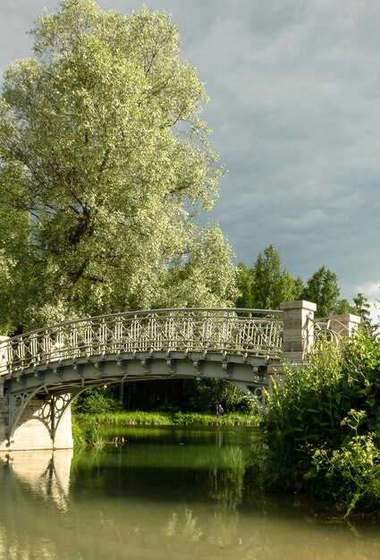 árboles en el parque de verano