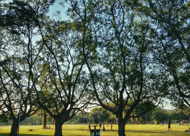 Foto Árboles en el parque